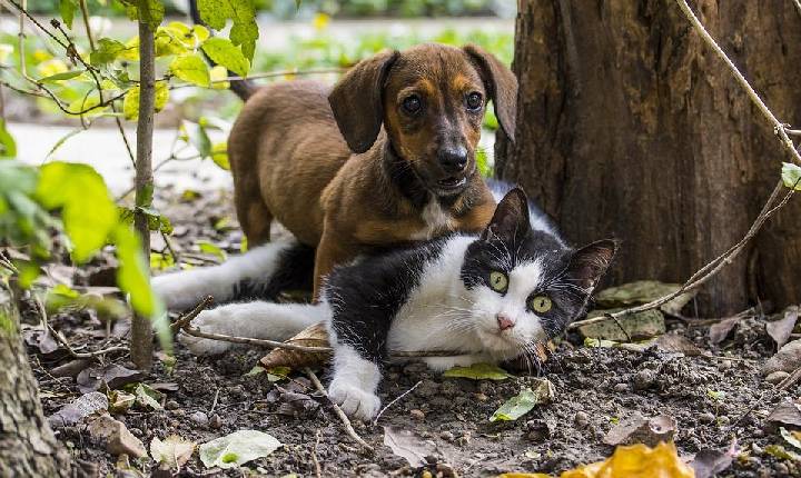 Ação conjunta oferecerá castração de Pet's gratuitamente em Santa Helena