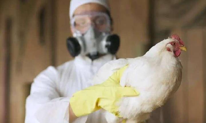 Adapar intensifica vigilância contra gripe aviária com sete casos no Paraná