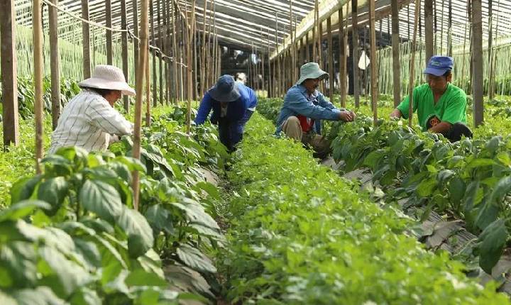 Agroecologia no combate à fome: entidade da área entrega propostas ao governo Lula e pede prioridade