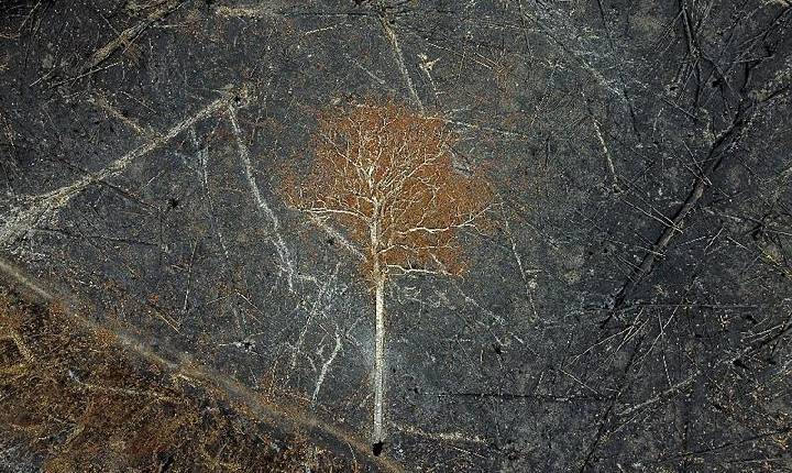 Agropecuária desmatou 15% das florestas brasileiras nos últimos 40 anos, revela Mapbiomas