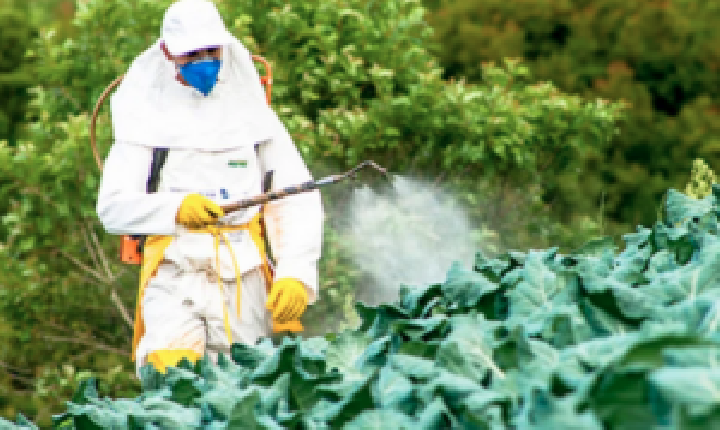 Ao menos 15% dos vegetais na mesa do paranaense contêm agrotóxicos proibidos