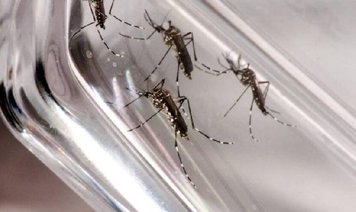Argentina aprova vacina japonesa contra a dengue, já liberada no Brasil