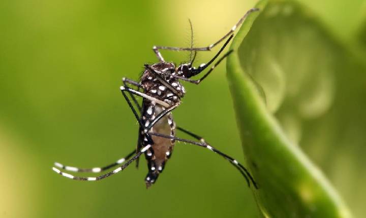 Aumento nos casos de dengue intensifica distribuição de medicamentos e inseticidas no PR, afirma Beto Preto