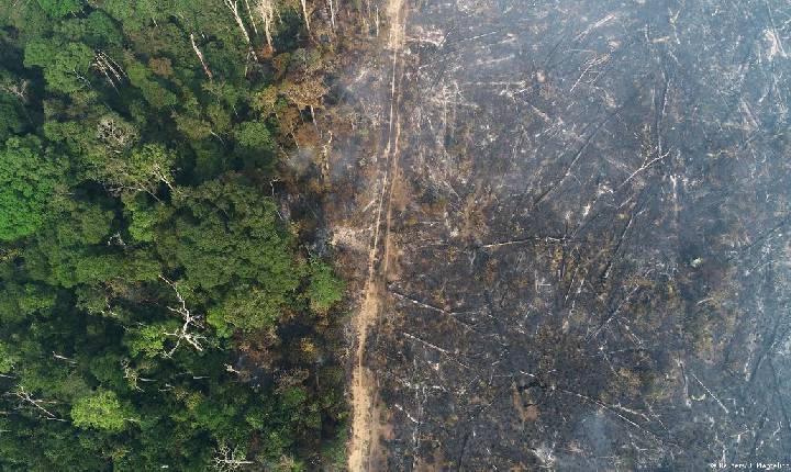 Brasil lidera ranking mundial de desmatamento florestal em 2021, diz organização