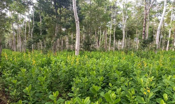 Brasil precisa recuperar 25 milhões de hectares de vegetação nativa