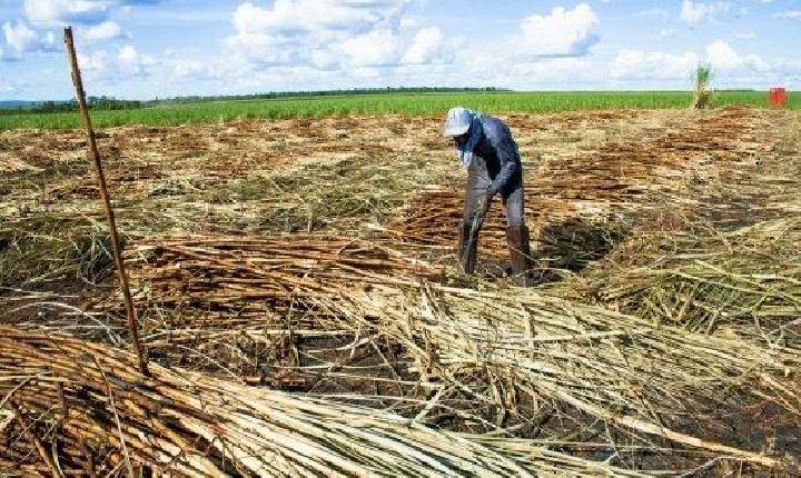 Brasil soma mais de 13 mil resgatados por trabalho análogo à escravidão em 10 anos