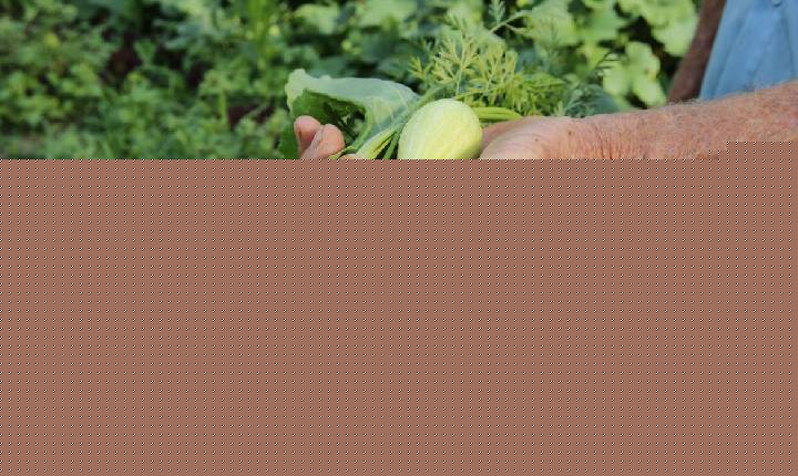 Brasil terá crédito de US$ 1,2 bi para projetos agrícolas