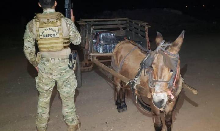 Burro puxando carroça carregada de maconha é apreendido em Guaíra