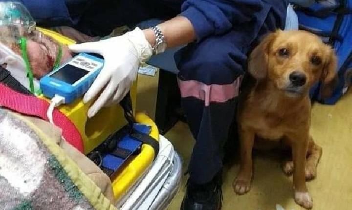 Cachorrinha que ficou com o dono após atropelamento ganha lar temporário