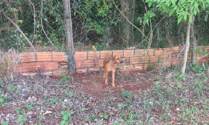 Cadelinha é abandonada presa, sem água e sem comida em Santa Helena