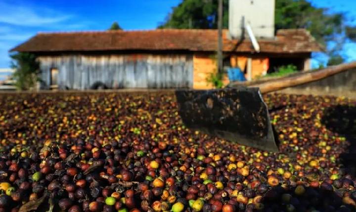 Cafeicultura paranaense com o foco na sustentabilidade