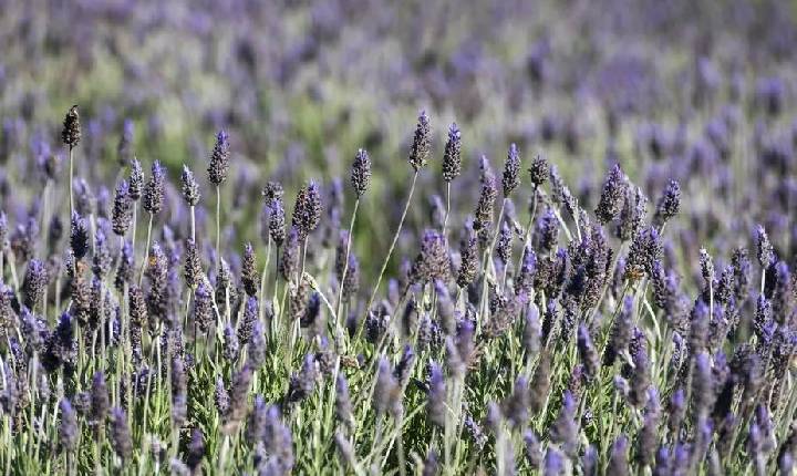 Campos de lavanda: rota turística incentiva o cultivo no Paraná