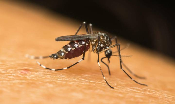 Cascavel registra primeira morte por chikungunya; vítima tinha 71 anos