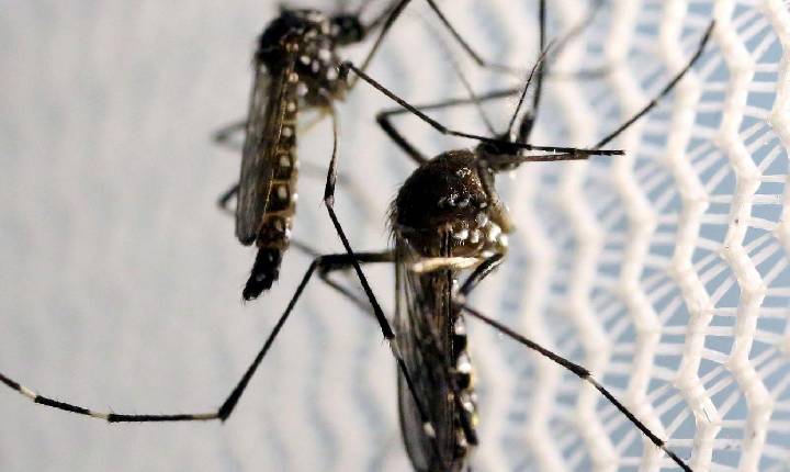 Casos de dengue no Brasil crescem quase 185% neste ano