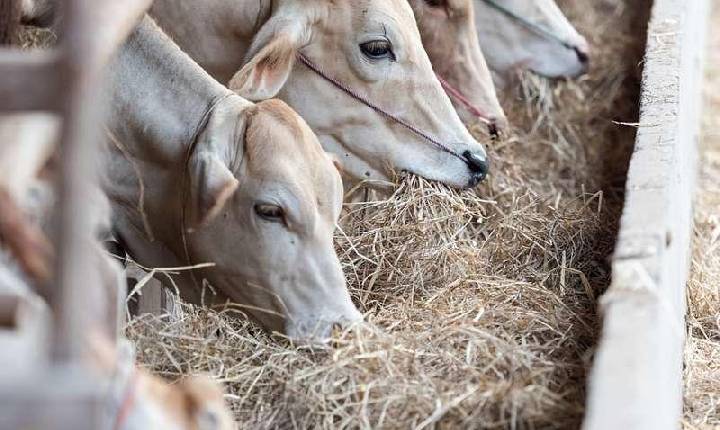 China é destino de metade da carne exportada pelo Brasil