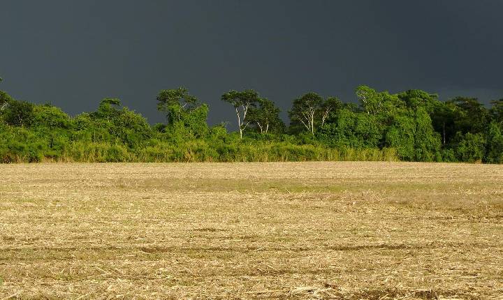 Chuvas de outubro beneficiaram agricultura e pastagens, mostra boletim do IDR-Paraná