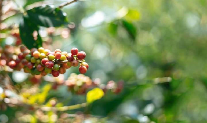 Clima chuvoso prejudicou safra de café no Paraná; plantio de soja e milho está perto do fim