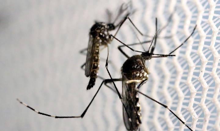 Com 80 mil notificações, PR declara epidemia de dengue