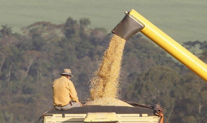 Com demanda crescente no mundo, Paraná deve produzir 19 milhões de toneladas de milho