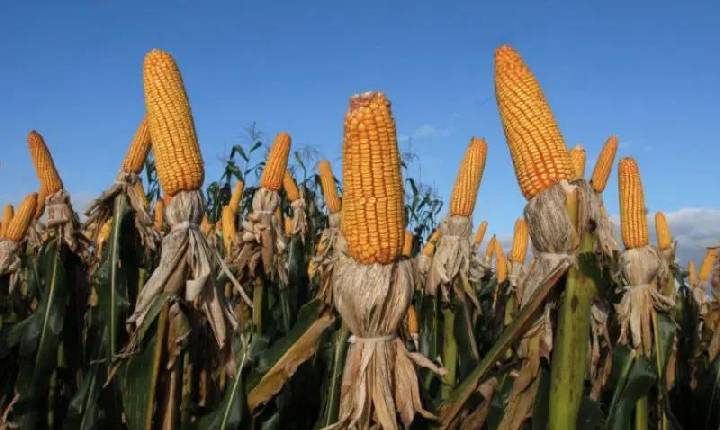 Com expectativa de safra recorde, colheita do milho avança no Paraná