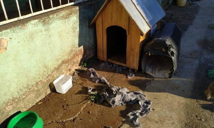 Com medo da Covid, criança foge e dorme em casa de cachorro