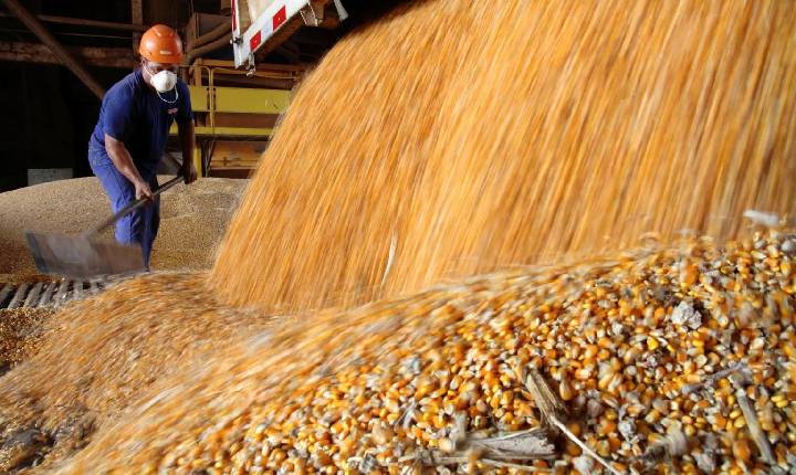 Com o preço do milho a R$ 47, produtor segura o grão esperando “dias melhores”