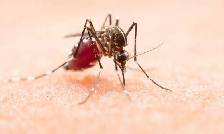 Com uma morte em investigação, dengue continua escalada de crescimento em SH