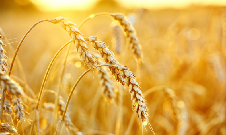 Confira a cotação do dia para trigo, soja e milho na região