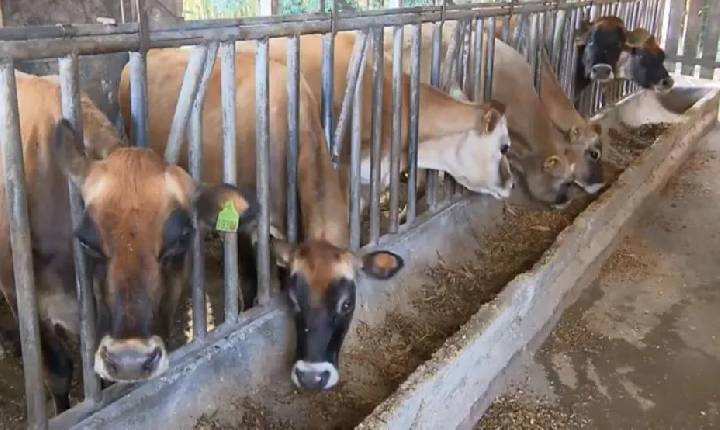 Custo da produção de leite ultrapassa valor de venda e causa preocupação aos produtores do Paraná