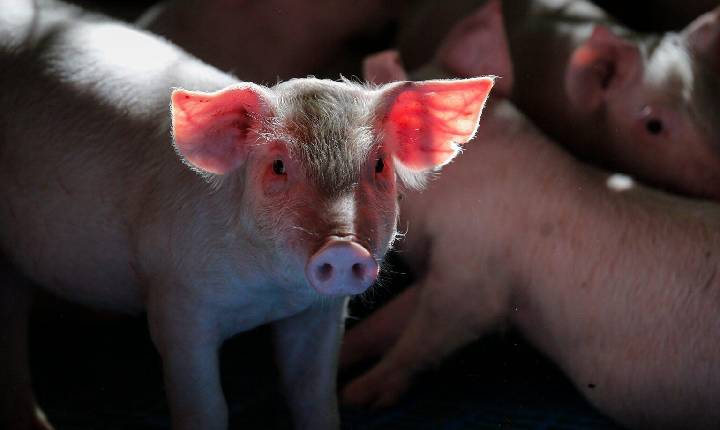 Custos de produção de suíno e frango encerram 2023 em baixa