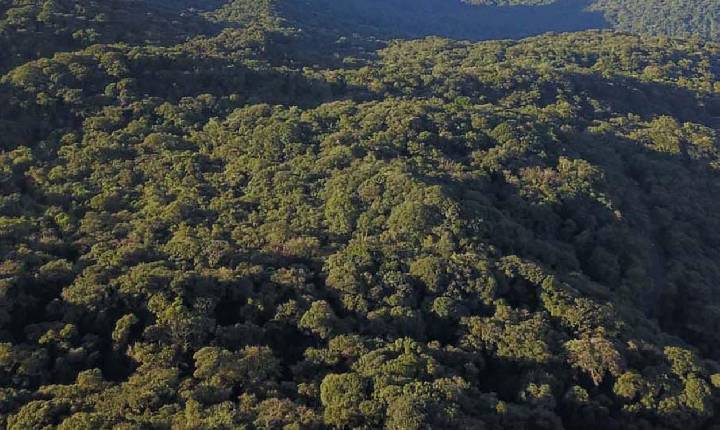 Desmatamento reduziu 42% no Paraná em 2022, aponta relatório do MapBiomas