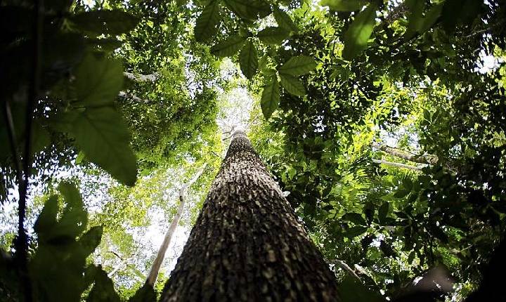 Dia da Amazônia: Lula anuncia R$ 600 milhões para prefeituras combaterem desmatamento