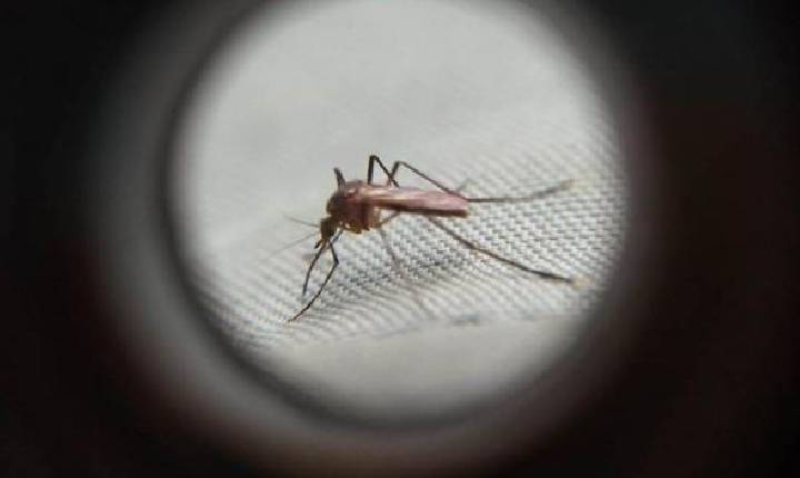 Em uma semana casos de dengue confirmados no Paraná passam de 77 para 133