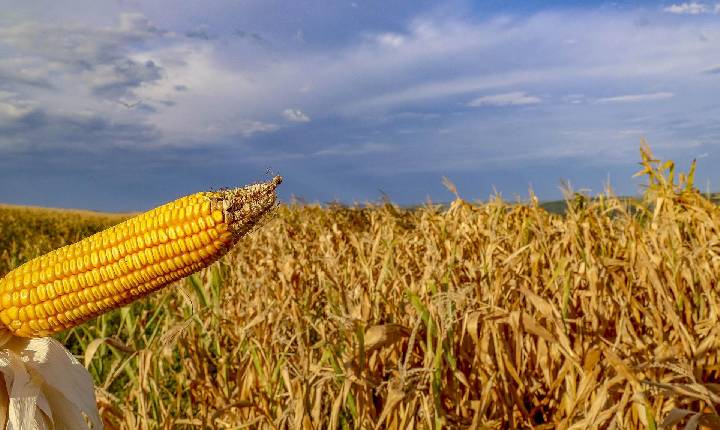 Estado pede ao governo federal mais ações para produtores prejudicados pela crise hídrica