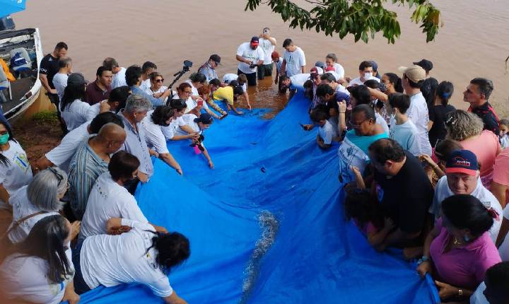 Estado vai repovoar rios do Paraná com mais 10 milhões de peixes nativos até 2026