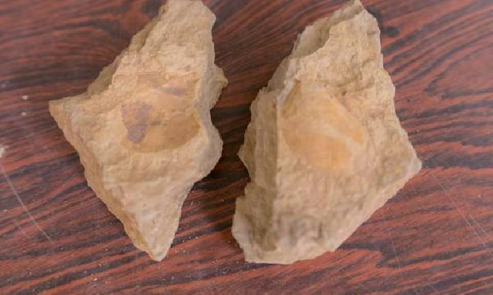 Estudo descobre animal anterior aos dinossauros no Paraná