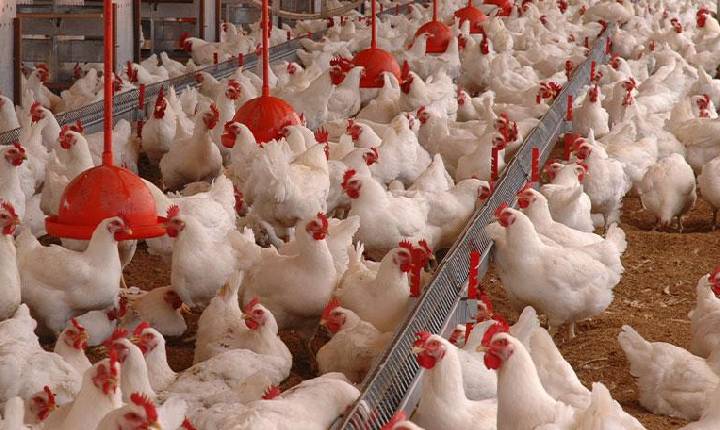Exportações de carne de frango atingem recorde de 514,6 mil toneladas em março, diz associação