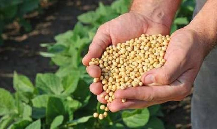 FAEP pede a volta dos 140 dias para a semeadura da soja no Paraná