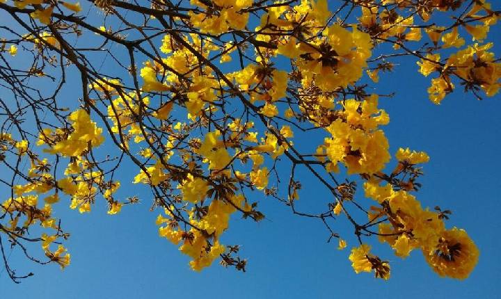 Fim de semana será de sol, mas inverno deve encerrar com chuva e primavera começar com frio no Oeste