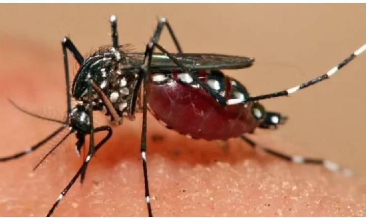 Fiocruz alerta para ressurgimento do sorotipo 3 da dengue