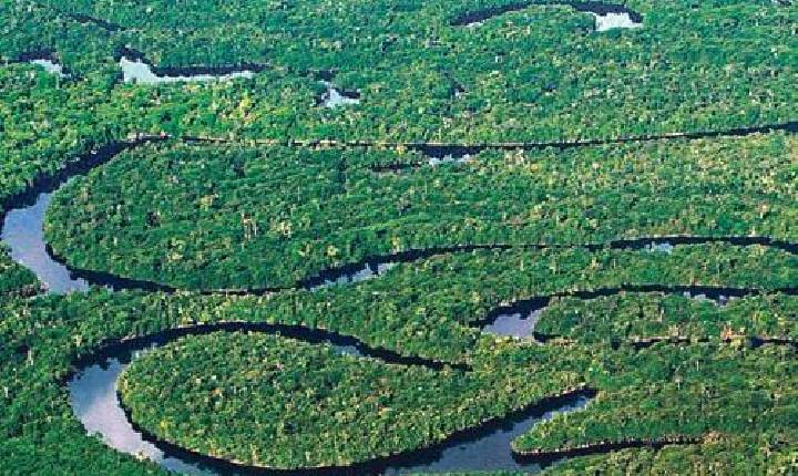 Floresta tropical tem declínio de mais de 70% de populações de aves em 40 anos