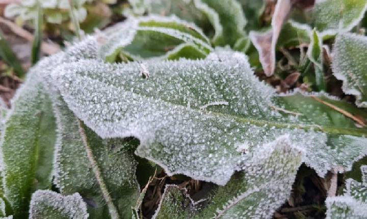 Frio intenso e geada podem atingir milho no Oeste do Paraná