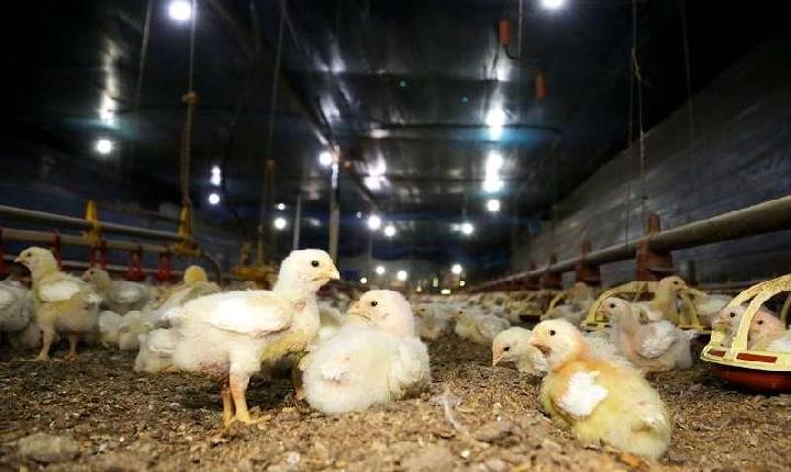 Governo do Paraná suspende participação de aves em eventos agropecuários por 90 dias