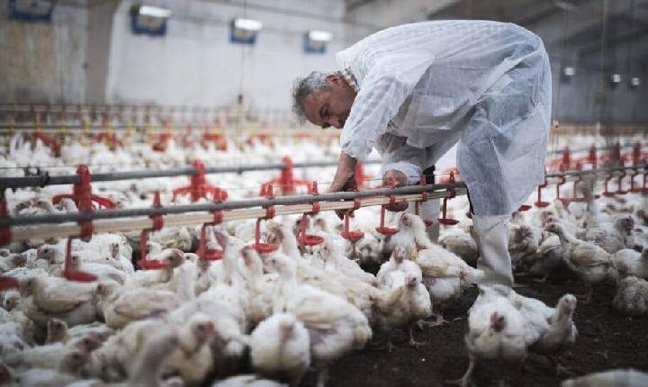 Gripe aviária se alastra pelos quatro cantos do mundo