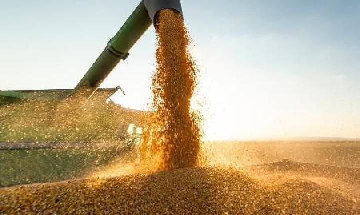 IBGE estima safra recorde de 296,2 milhões de toneladas neste ano