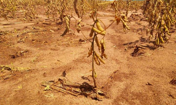 Impacto da seca na safra 2021/2022 de soja foi de R$ 72 bilhões