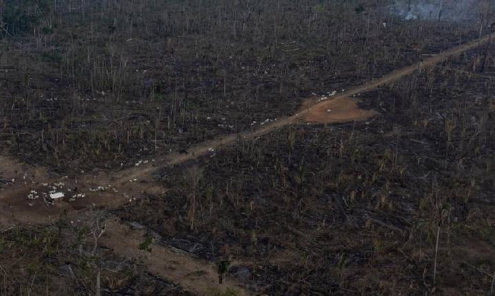 Impunidade sustenta alta do desmatamento na gestão Bolsonaro