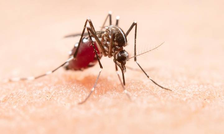 Mais 1.383 novos casos de dengue são registrados em municípios paranaenses