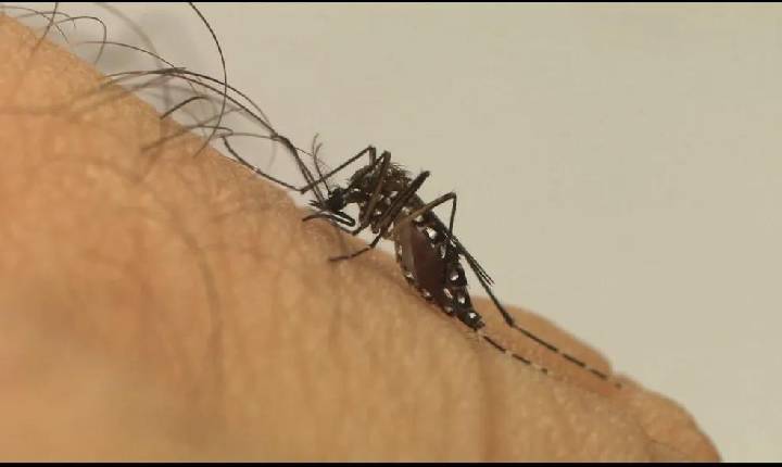 Mais de 100 pessoas morreram por dengue no Paraná em um ano; Londrina foi a cidade com mais mortes