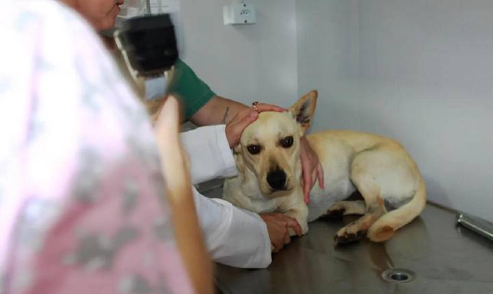 Mais de 700 animais recebem chips de identificação em Toledo
